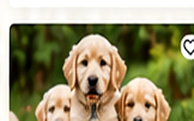 Szczeniaki Golden Retriever — gotowe do odbioru
